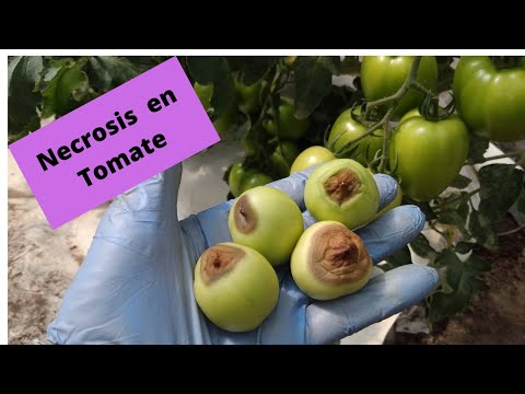 , title : 'Necrosis en tomates'