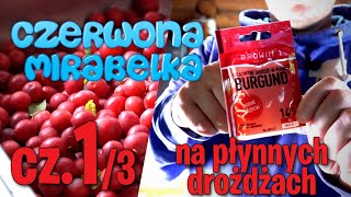 Wino SŁODKIE z Mirabelki CZERWONEJ na płynnych drożdżach sezon 2021 cz.1/3