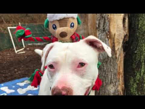 Peanut - C.L.A.S.S. graduate w/B.A., M.A. & PhD!, an adopted American Staffordshire Terrier & Pit Bull Terrier Mix in Briarcliff Manor, NY_image-1