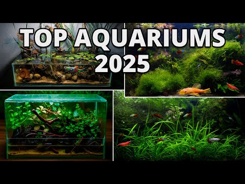 Wie meine besten autarken Aquarien entstanden sind! (Top 2025)
