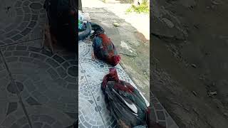 Download lagu ayam tarung sampe mati mp3