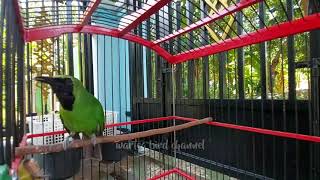 Download lagu Bikin Cucak Ijo Emosi Dengan Pancingan Cucak Ijo Gacor mp3