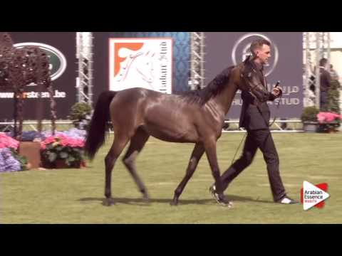 N.115 AVALON NEHIRA - Bruges 2015 International - Yearling Fillies (Class 101B)