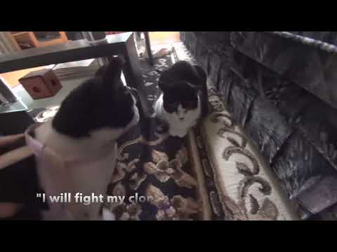 Cuddle Clone review - what does my cat think about it???