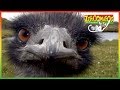 Zoboomafoo 119 Running Animal Shows For Kids