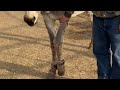 Paul Practices Asking Wild Burro Daphne To Pick Up Feet With His Hand