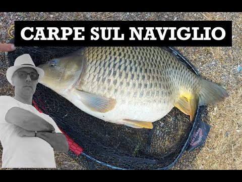 GROSSE CARPE E UN PICCOLO SILURO NAVIGLIO PAVESE DELLE MERAVIGLIE DI PESCA SPORTIVA