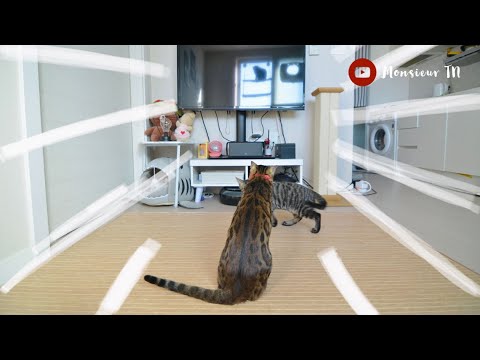 Watch This Before You Adopt a Cat or Kitten in an Apartment!