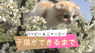 子猫ができるまで【スコティッシュフォールド】