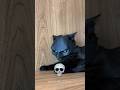 Black Cats