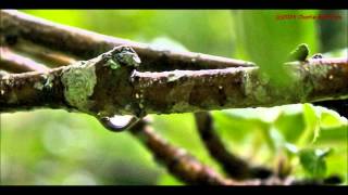Tift Merritt - &quot;Stray Paper&quot;