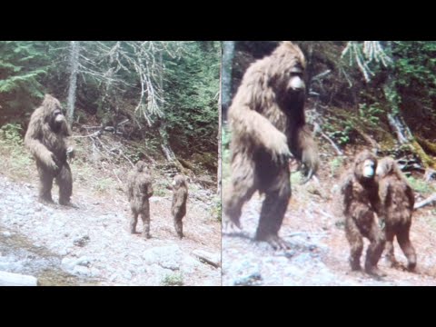 Hunter Films Bigfoot Family Hidden In Appalachian Mountains, Incredible Findings -Encounter Story