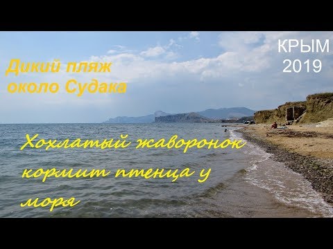 Крым, СУДАК, море, пляж. Хохлатый жаворонок Galerida cristata кормит летного птенца