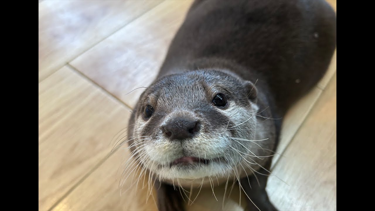 カワウソ6つ子ライブ🦦🦦🦦🦦🦦🦦