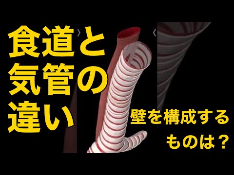 食道内気管について詳しく解説