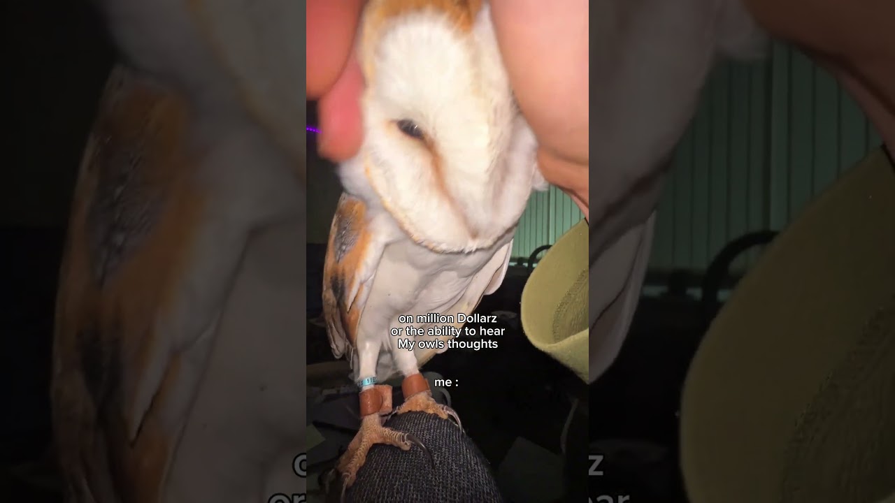 What does the Hoot think 🦉!! #thoughts #adhd #zoo #cow