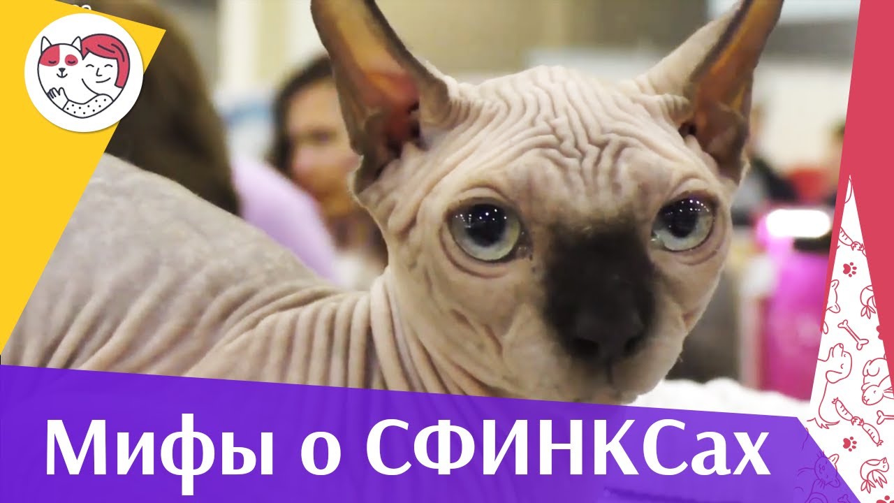 4 популярных мифов о кошках-сфинксах