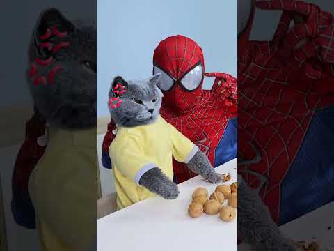 Don't Laugh At Oscar Easily, Or You Will Regret It😼 #funnycat #prank