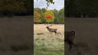 Download lagu Rusa Jantan cari pasangan,musim kawin #shortvideo #travel #rusa #deer mp3 Download lagu Rusa Jantan cari pasangan,musim kawin #shortvideo #travel #rusa #deer mp3