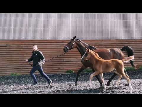 Seltenes Stutfohlen vom HLP Confess Color / Slomo