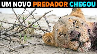 Leão começa a MATAR E COMER suas próprias LEOAS após TRAUMA