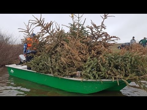 Cuiburi de șalău pe Lacul de acumulare Tileagd