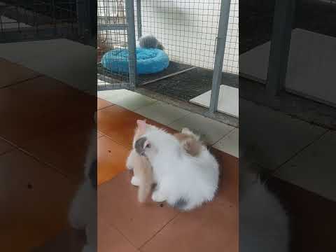 😻 Chikku's World 💞