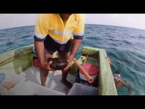 2014-409: Production of a Sea Cucumber Product, P.5 Harvesting & Handling