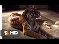The Hangover 2009 What Do Tigers Dream Of Scene 8 10 Movieclips