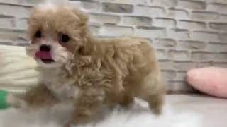 ハーフ犬の動画01