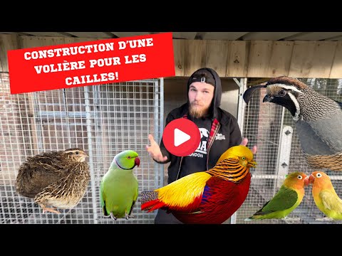 CONSTRUCTION OF A NEW AVIARY FOR QUAILS!