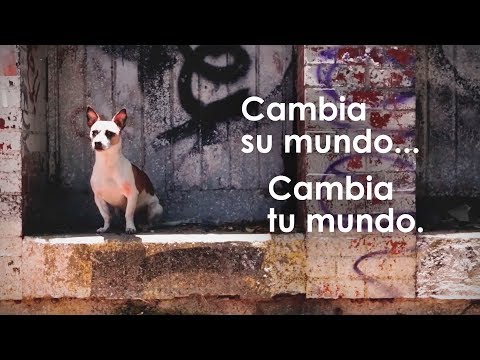 Calvaria - Soy Yo (Video Oficial)