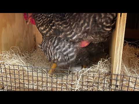 Chicken laying an egg, a close-up view