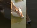 Thirsty Cow Drinking Water Village Cute Shortvideos Cow Animals Cuteness Shorts Short
