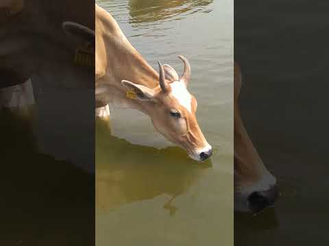 thirsty cow drinking water #village #cute #shortvideos #cow #animals #cuteness #shorts #short