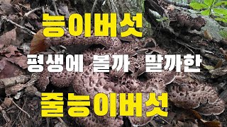 능이버섯산행   평생에 볼까 말까한 !!! 줄농이버섯  총13k 채취