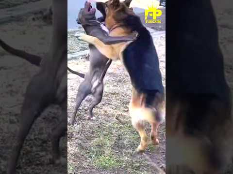 Which Breed Will Prevail: German Shepherd Or Pitbull? #factspick #pitbull