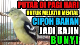 Download lagu Putar di Pagi Hari : Cara Untuk Melatih Mental Cipoh / Sirtu Bahan Bakalan mp3