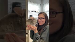 We have done so many of them 😭 #shorts #chinchilla #skit