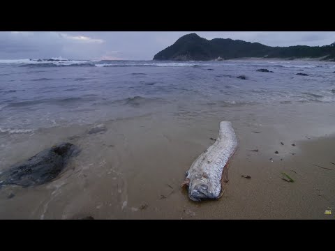 Giant Sea Serpent, the Enigma of the Deep-Sea Creature | 4K Wildlife Documentary