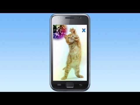 Talking, Dancing Cat. Video