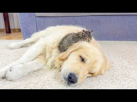 YouTube 썸네일