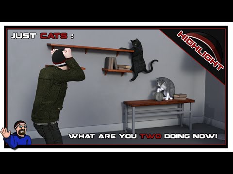 Cohh's Cat Wrecks The Place