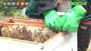 preview picture of video 'すっぽん大学の茨城三国志 #5『守谷市で養蜂に挑戦！・前編』'