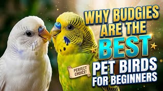 Top 5 Facts That Make Budgies the Best Pet Bird for Beginners! 💚