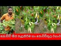 කොච්චි බීජ පැළකිරිම හා පොච්චිතුල වගා�