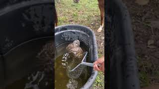 Sisters rescue an owl from the horse's water trough and help it get warm!