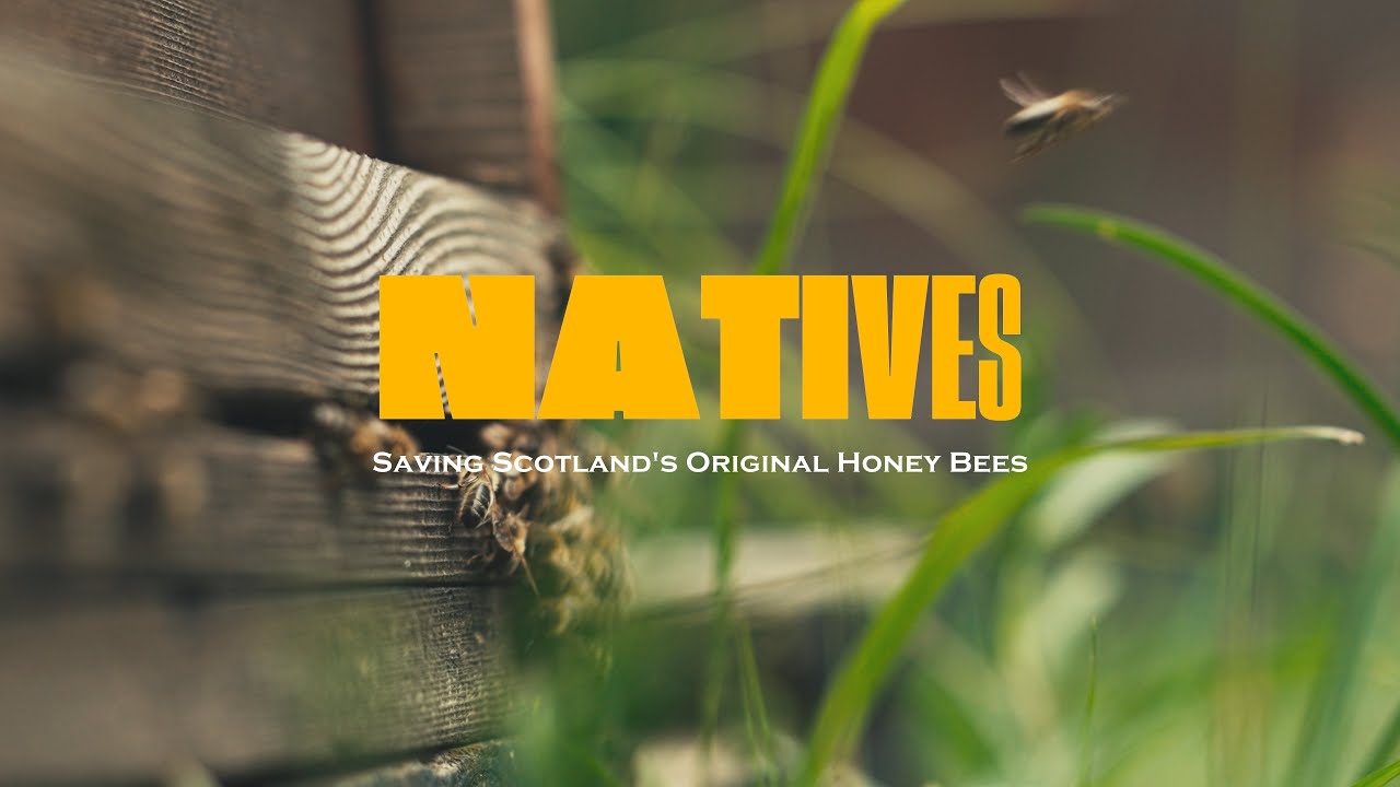 NATIVES: Saving Scotland's Original Honey Bees