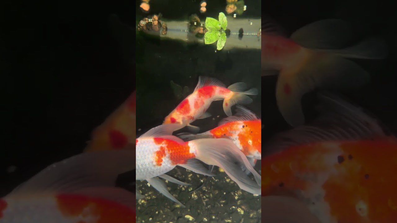屋上で育ててる金魚！めちゃデカく育ってる。