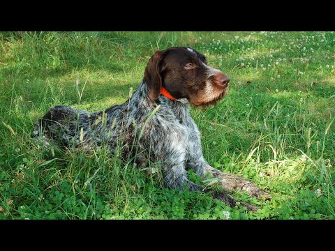 Understanding the Differences Between German Wirehaired Pointers and German Shorthaired Pointers